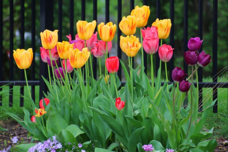 how to grow tulips in zone 9