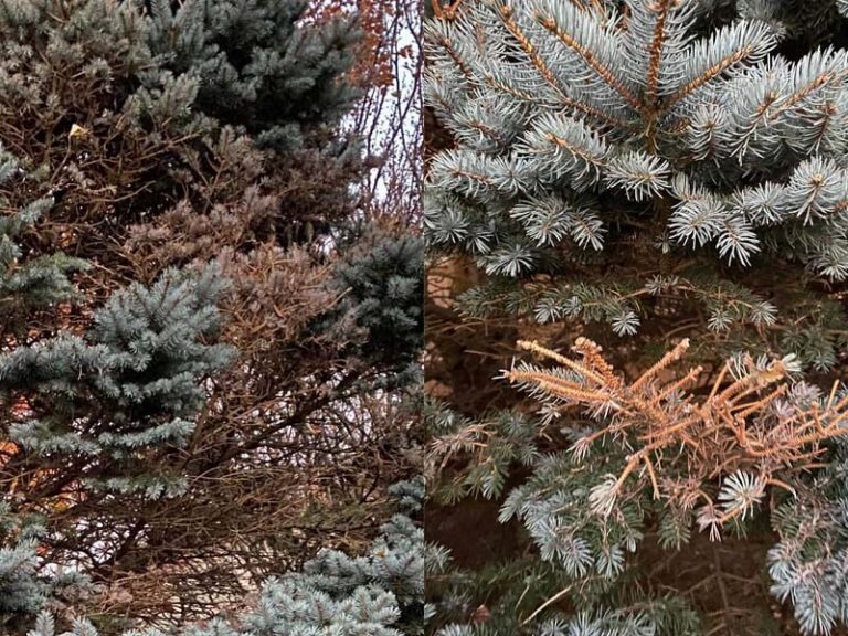 What To Do When a Newly Planted Blue Spruce Turns Brown