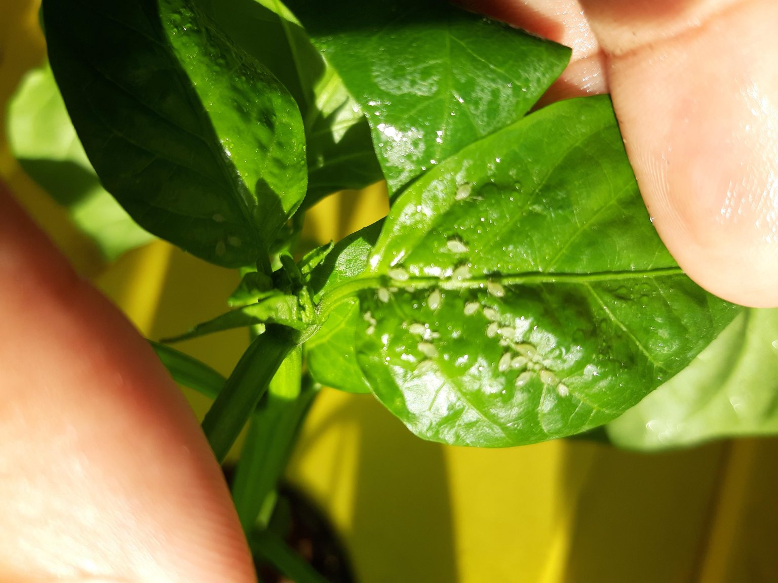 Dealing with Tiny White Bugs on Pepper Plants