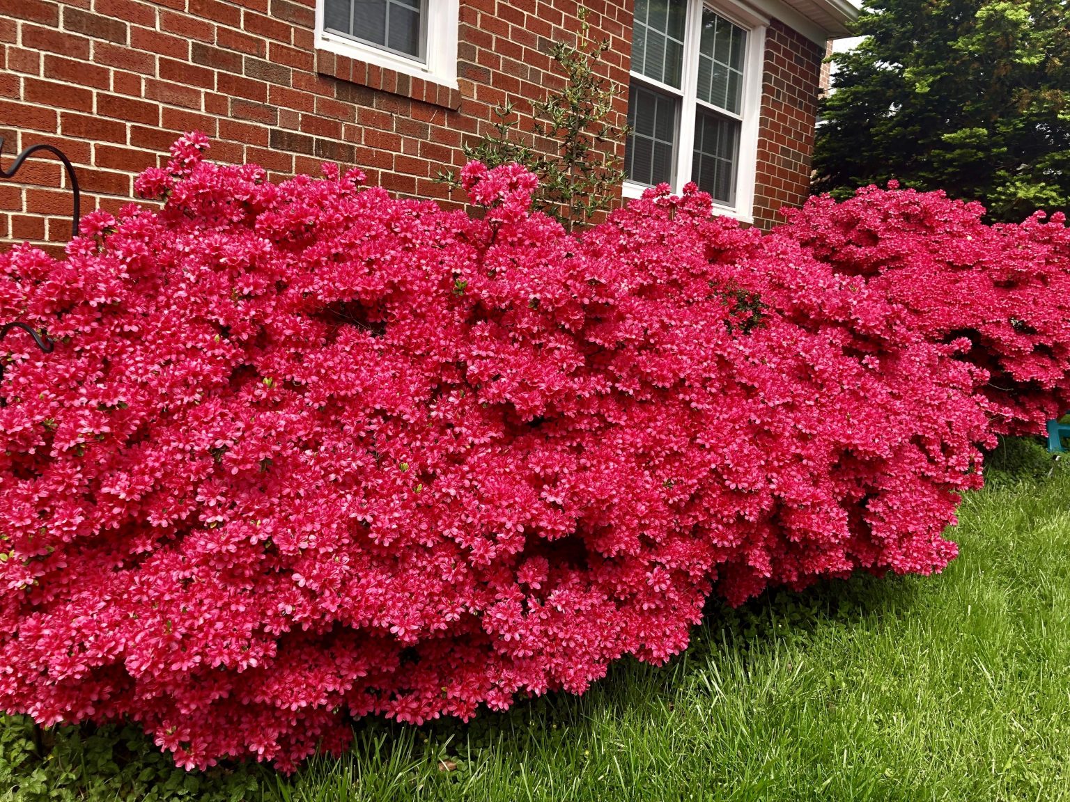 azalea bushes that bloom all year