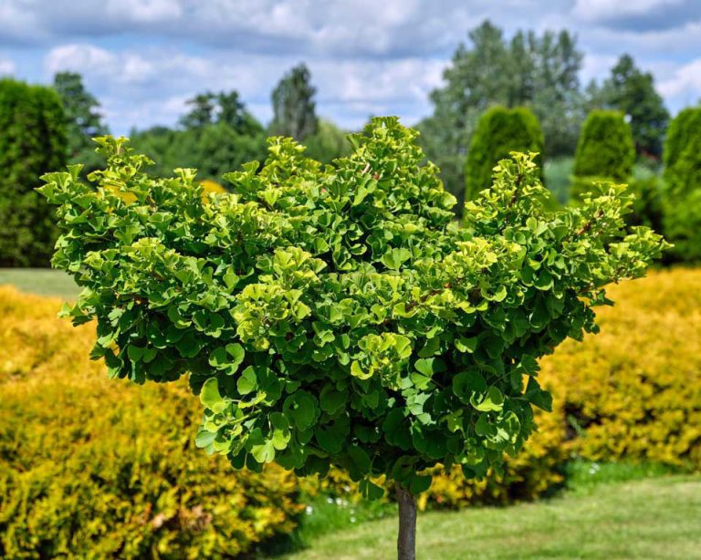 growing ginkgo biloba in pots