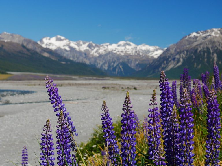 Where to Find Lupine Plants for Sale Near Me