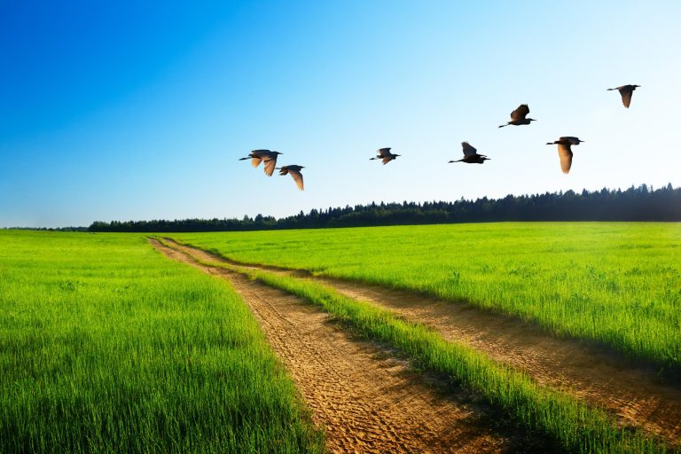 do birds eat granular fertilizer