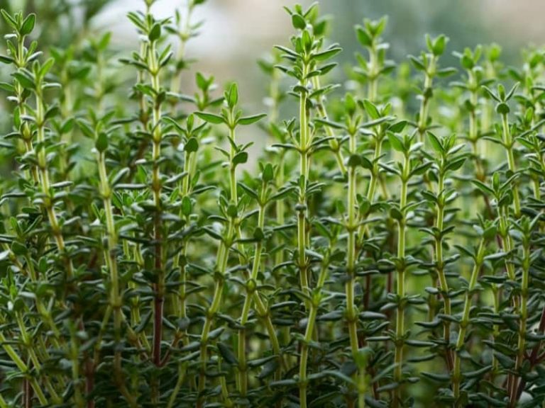 how often should you water thyme