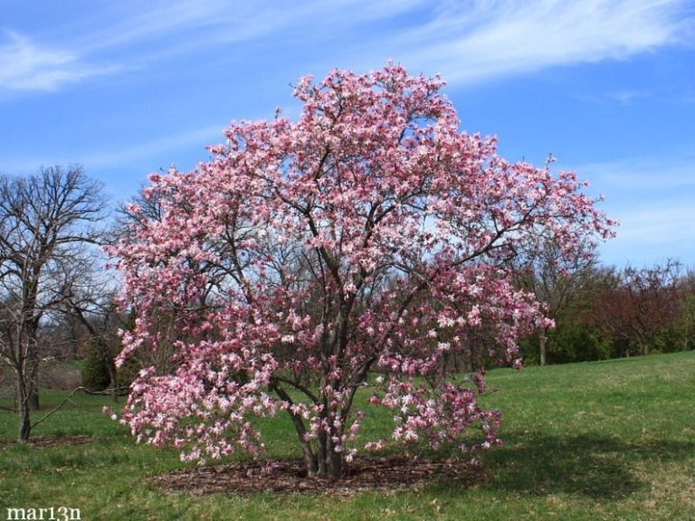 leonard messel japanese magnolia tree