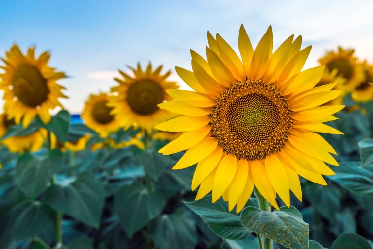 How to Successfully Plant Sunflowers Using a Corn Planter