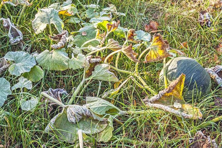 Can Pumpkin Plants Survive Frost? How to Protect Your Patch