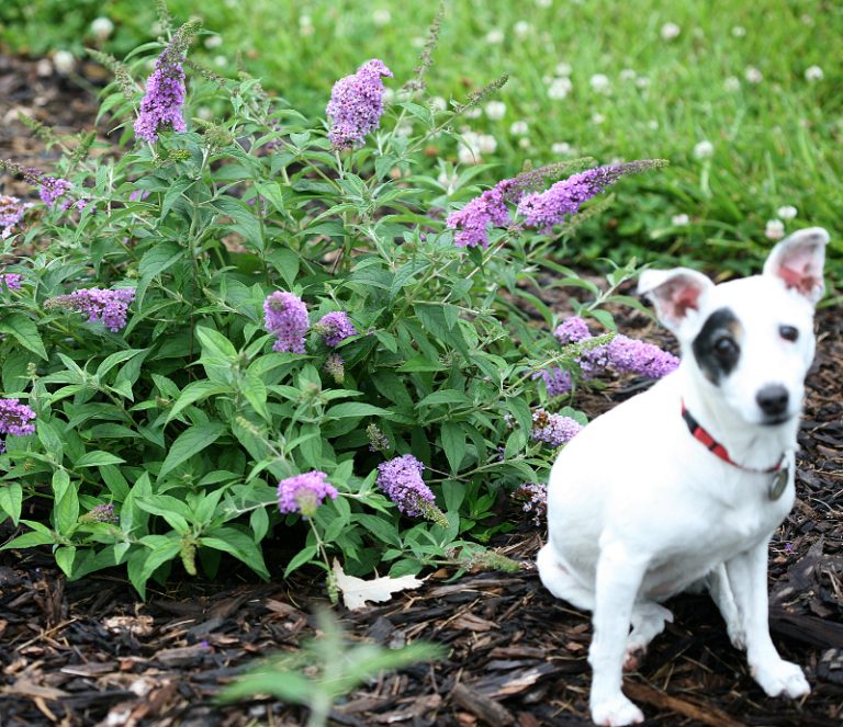 Are Butterfly Bushes Poisonous to Dogs?