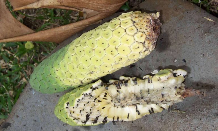 where to buy monstera fruit