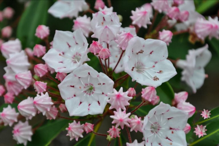 Is Mountain Laurel Poisonous to Touch? A Complete Guide to the Dangers of This Toxic Plant