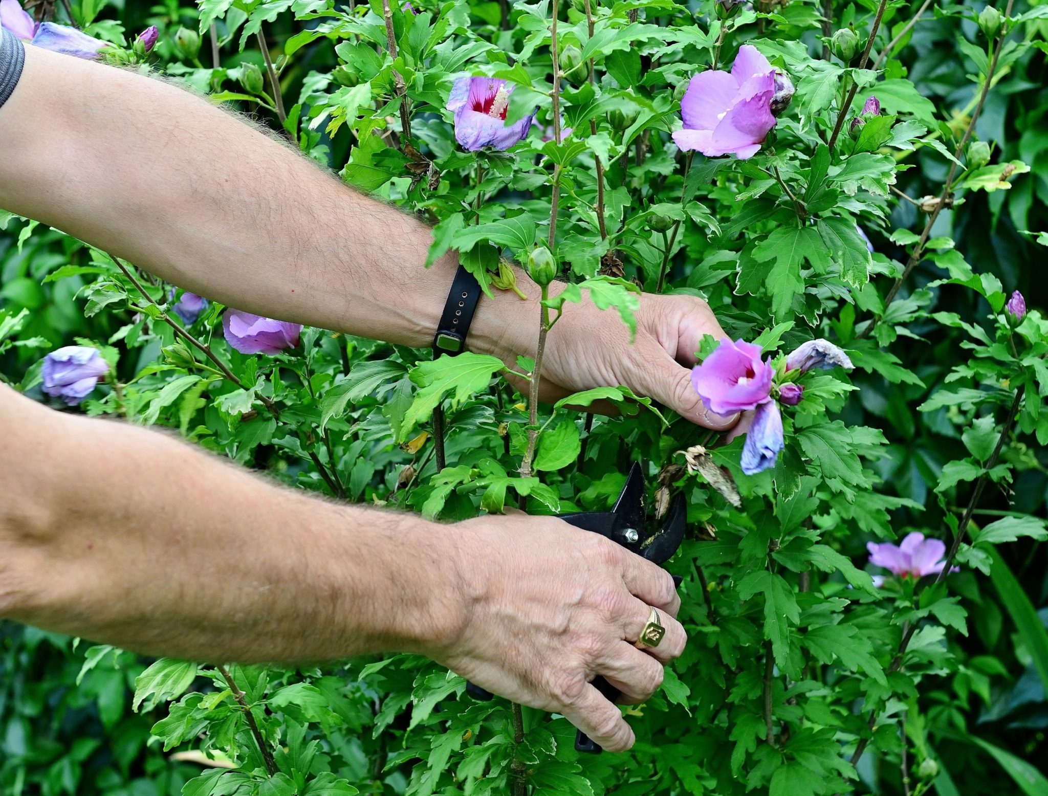 Do You Need to Deadhead Hibiscus Plants? The Complete Guide