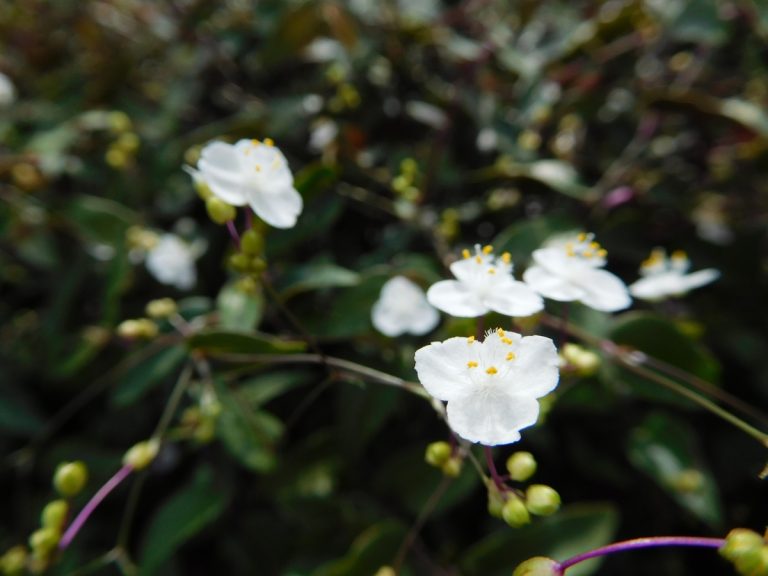 Caring for Your Stunning Bridal Veil Plant