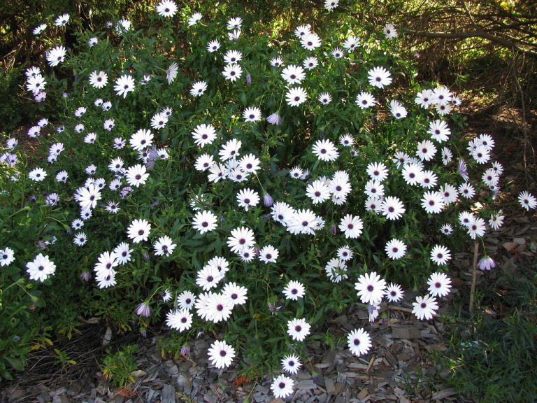 A Colorful, Carefree Groundcover Introducing Trailing African Daisy