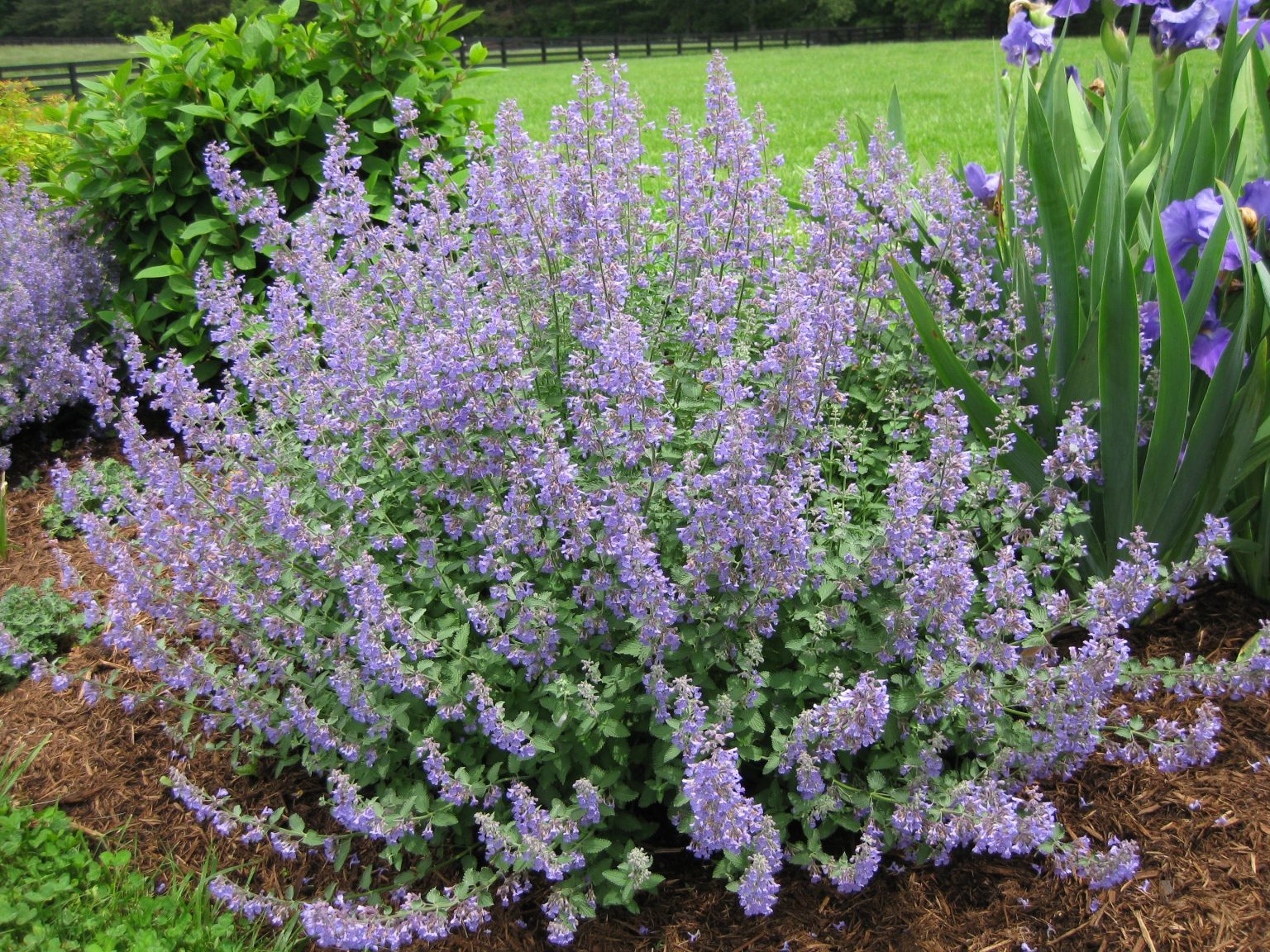 Catmint: The Plant That Sends Cats Into Feline Frenzy