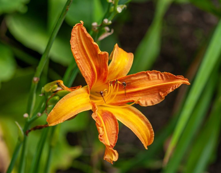 When Do Orange Daylilies Bloom? A Guide to the Flowering Season of This