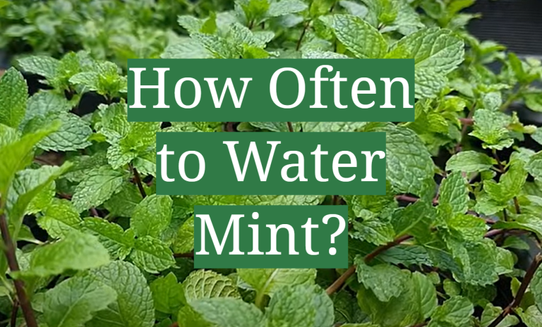 how often should mint be watered