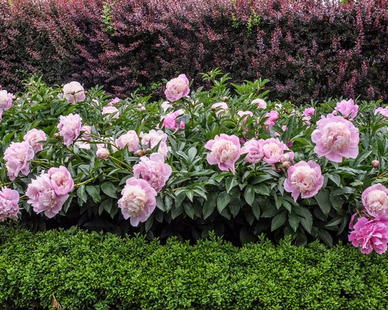 do peonies need a lot of sunlight