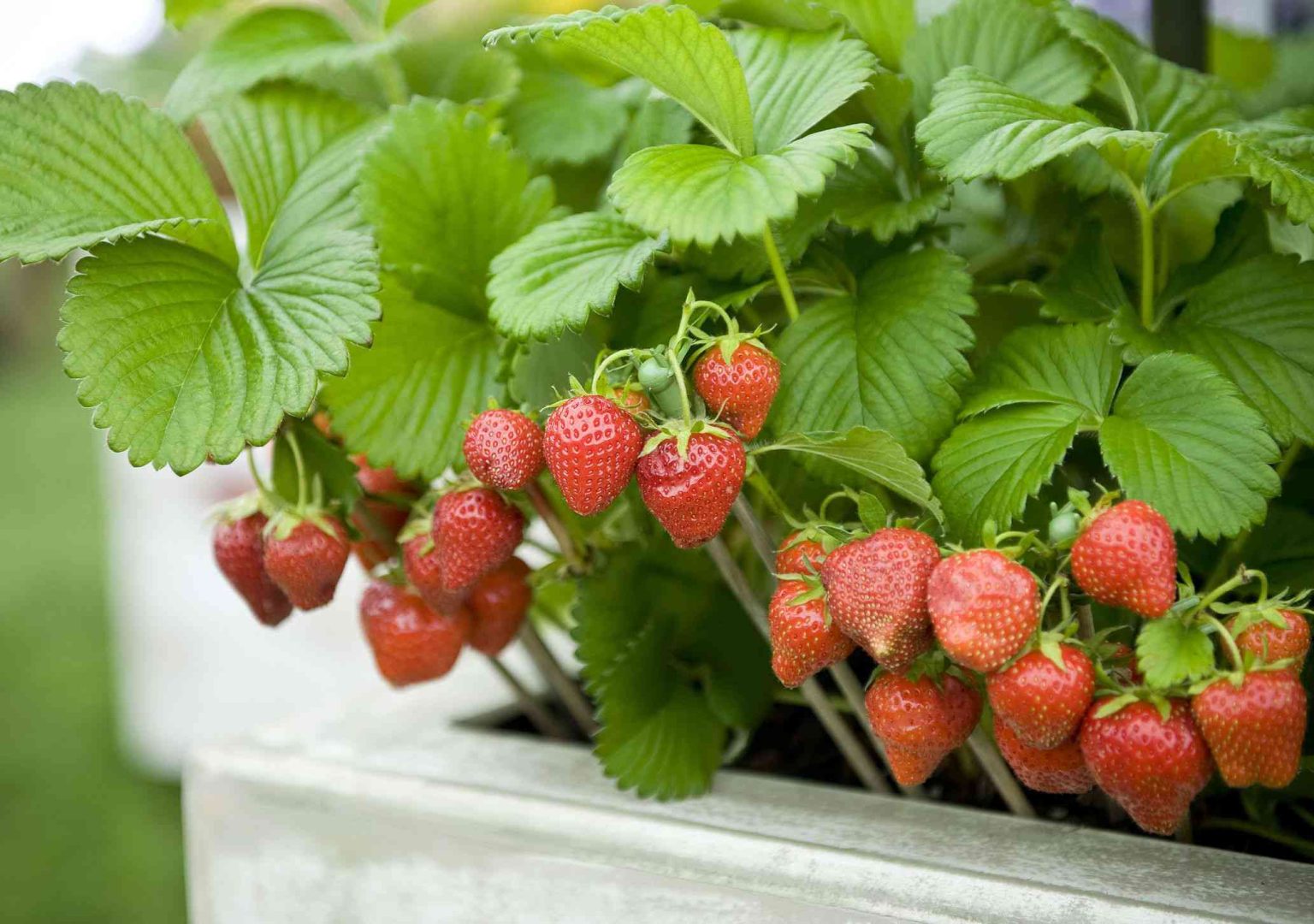 How to Grow Delicious Strawberries in