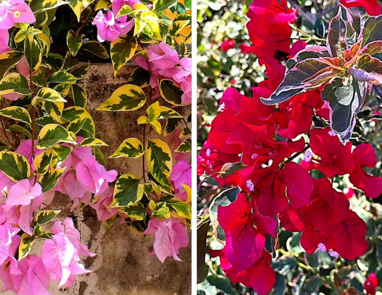 what colors does bougainvillea come in
