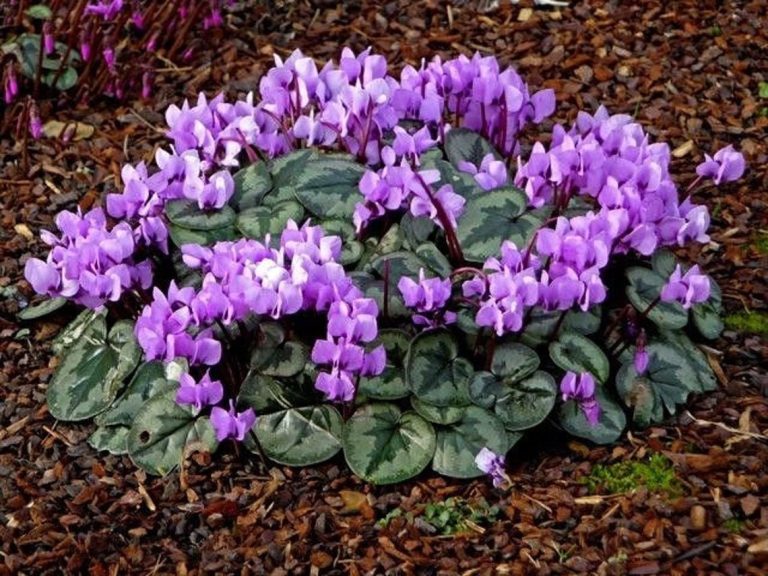hardy cyclamen bulbs for sale