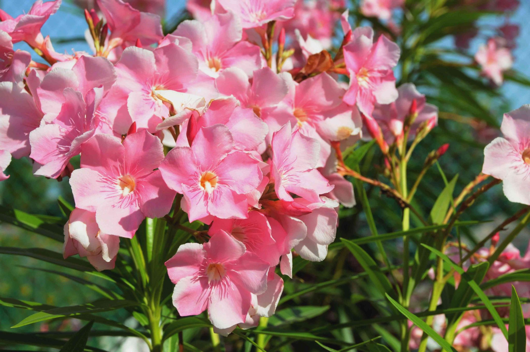 Alternatives to Oleander 7 Plants That Mimic Its Tropical Look