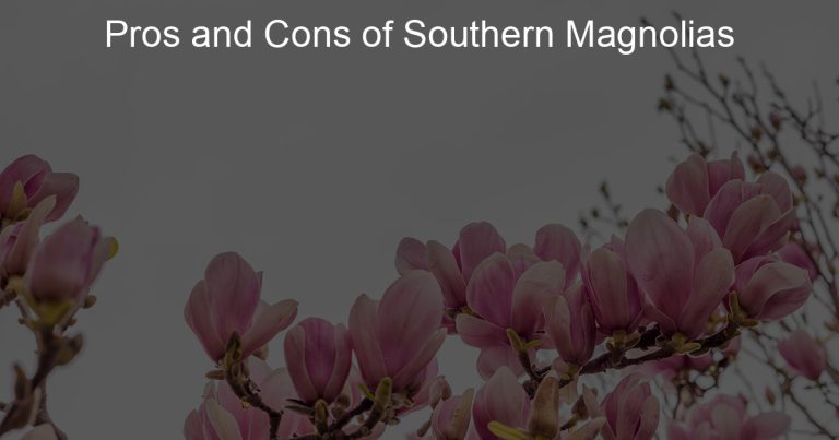 pros and cons of magnolia trees