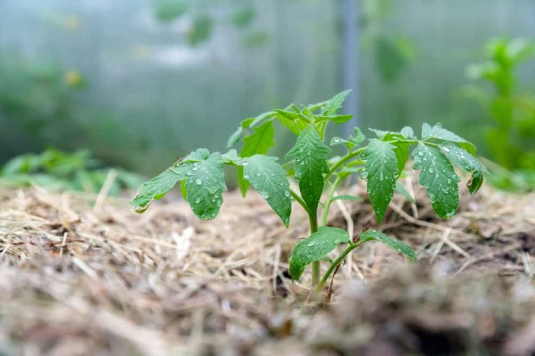 Using Oak Leaf Mulch for Tomatoes A Complete Guide