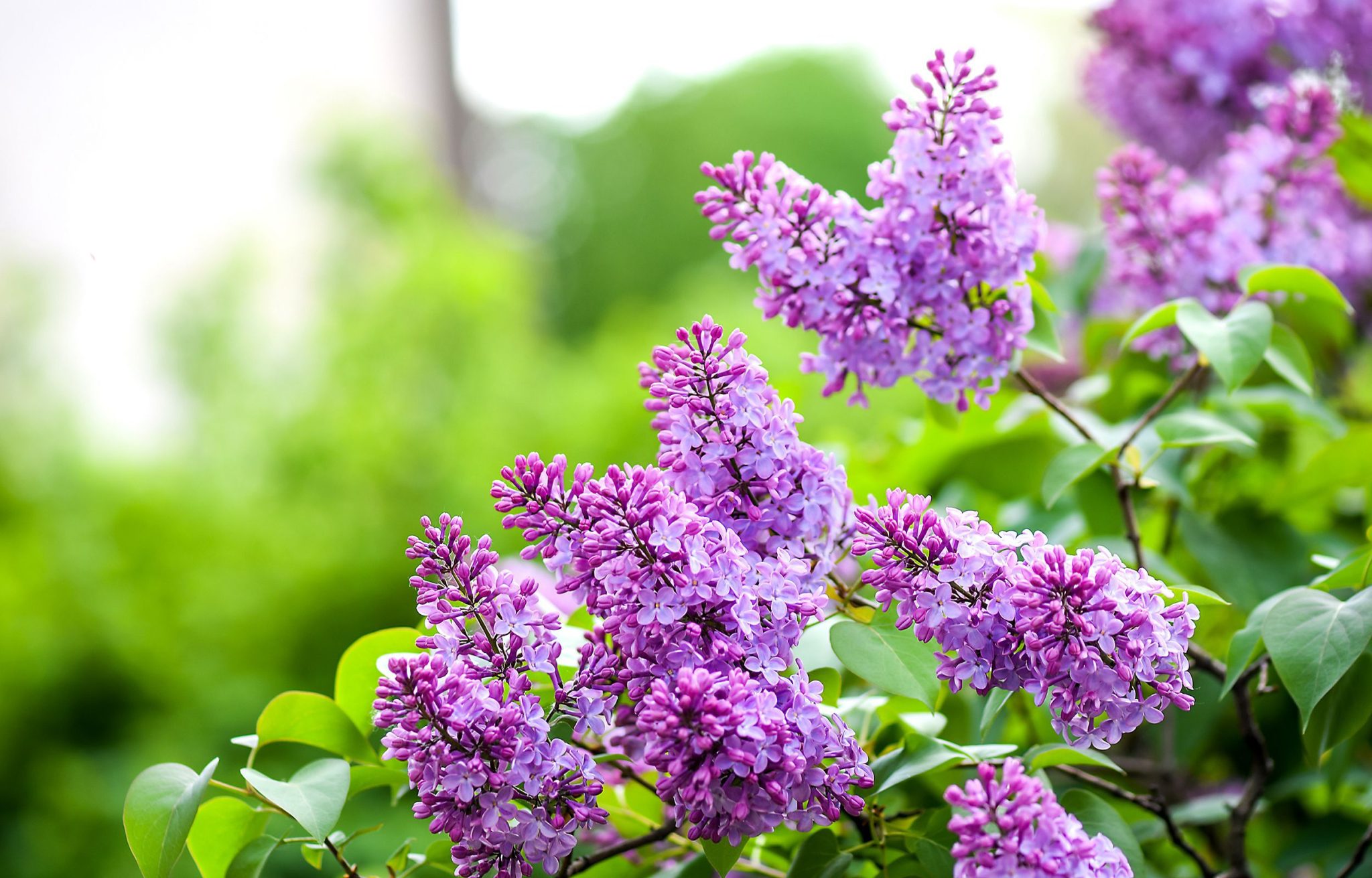 when is lilac in season
