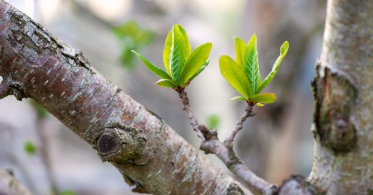 when do leaves grow back