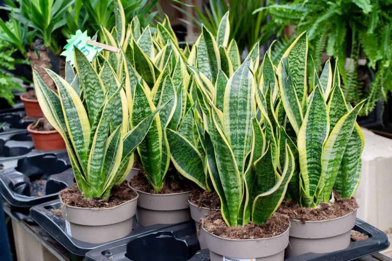 Choosing the Best Pot for Snake Plants A Complete Guide