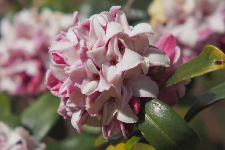 how to revive a daphne plant