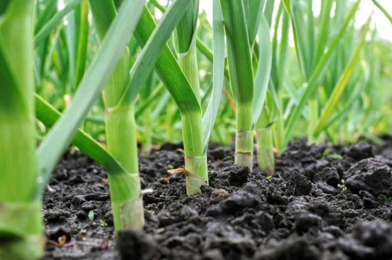 The Top Garlic Varieties to Grow in Georgia Gardens