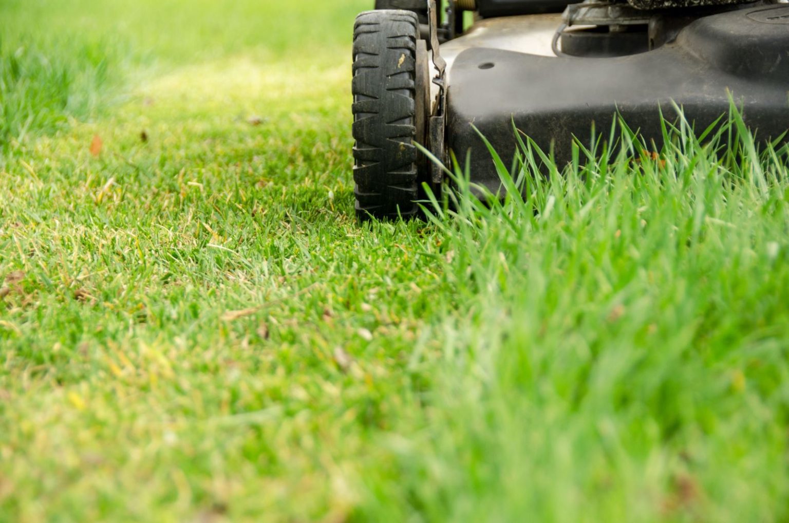 should-you-cut-grass-low-in-spring