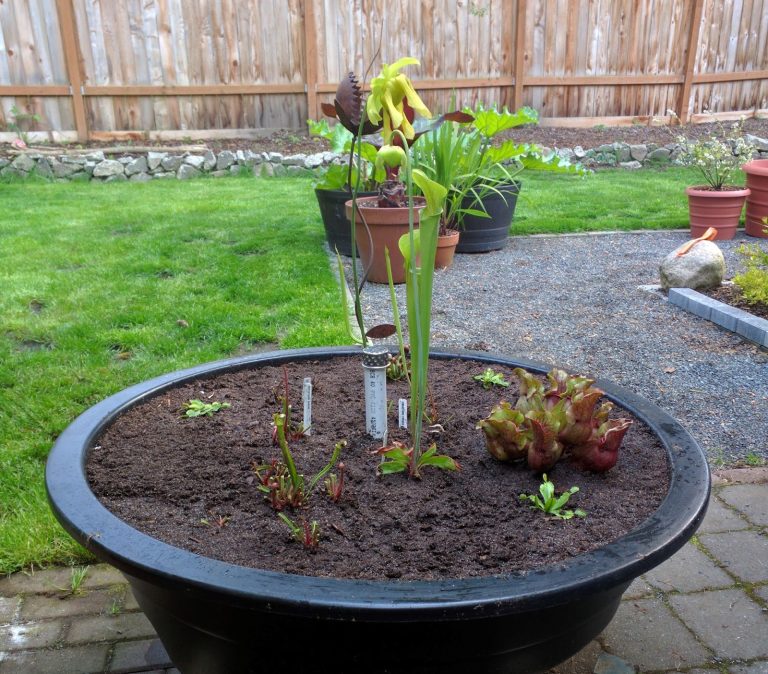 How to Create a Mini Bog Garden in a Container