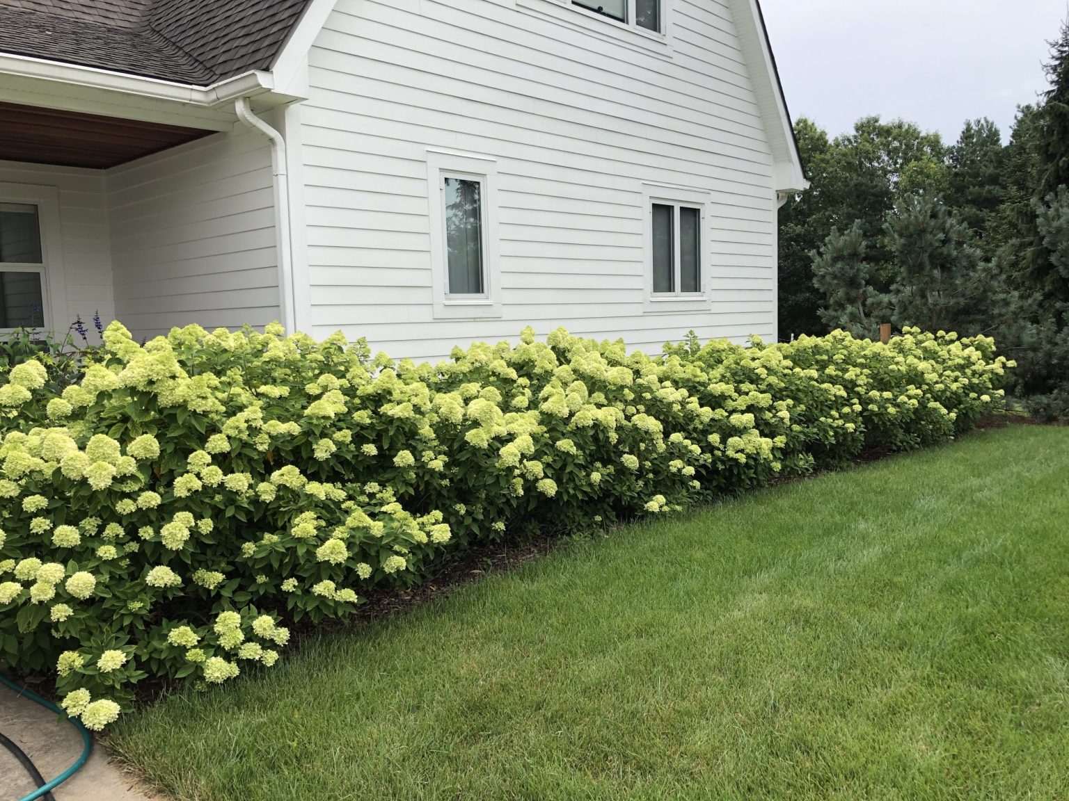 is lime good for hydrangeas