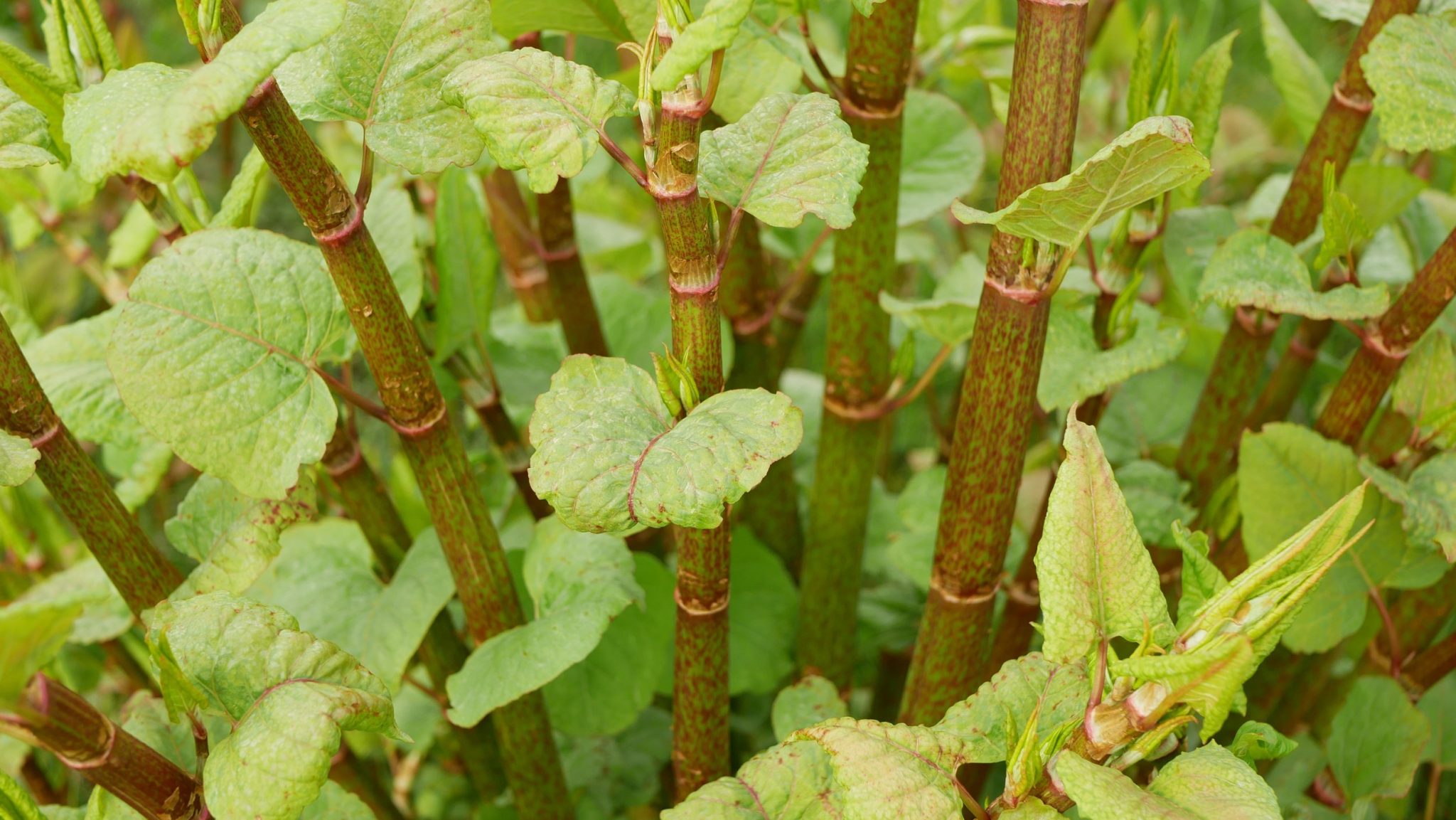 how to dispose of japanese knotweed
