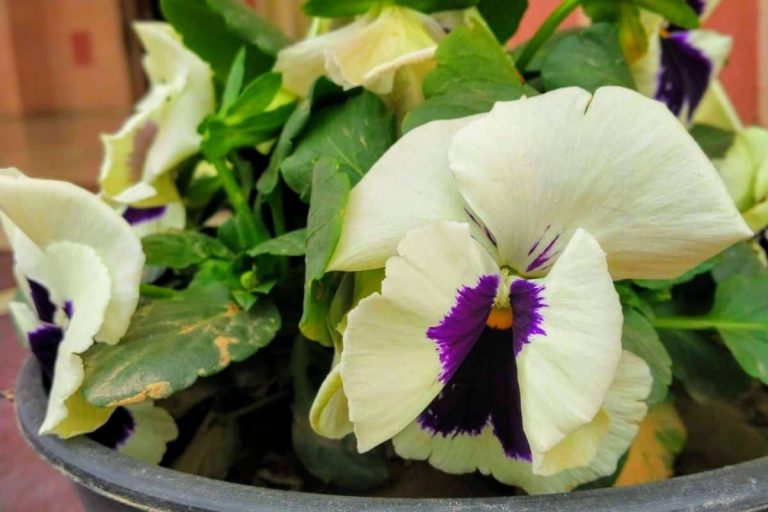 why are my pansies dying