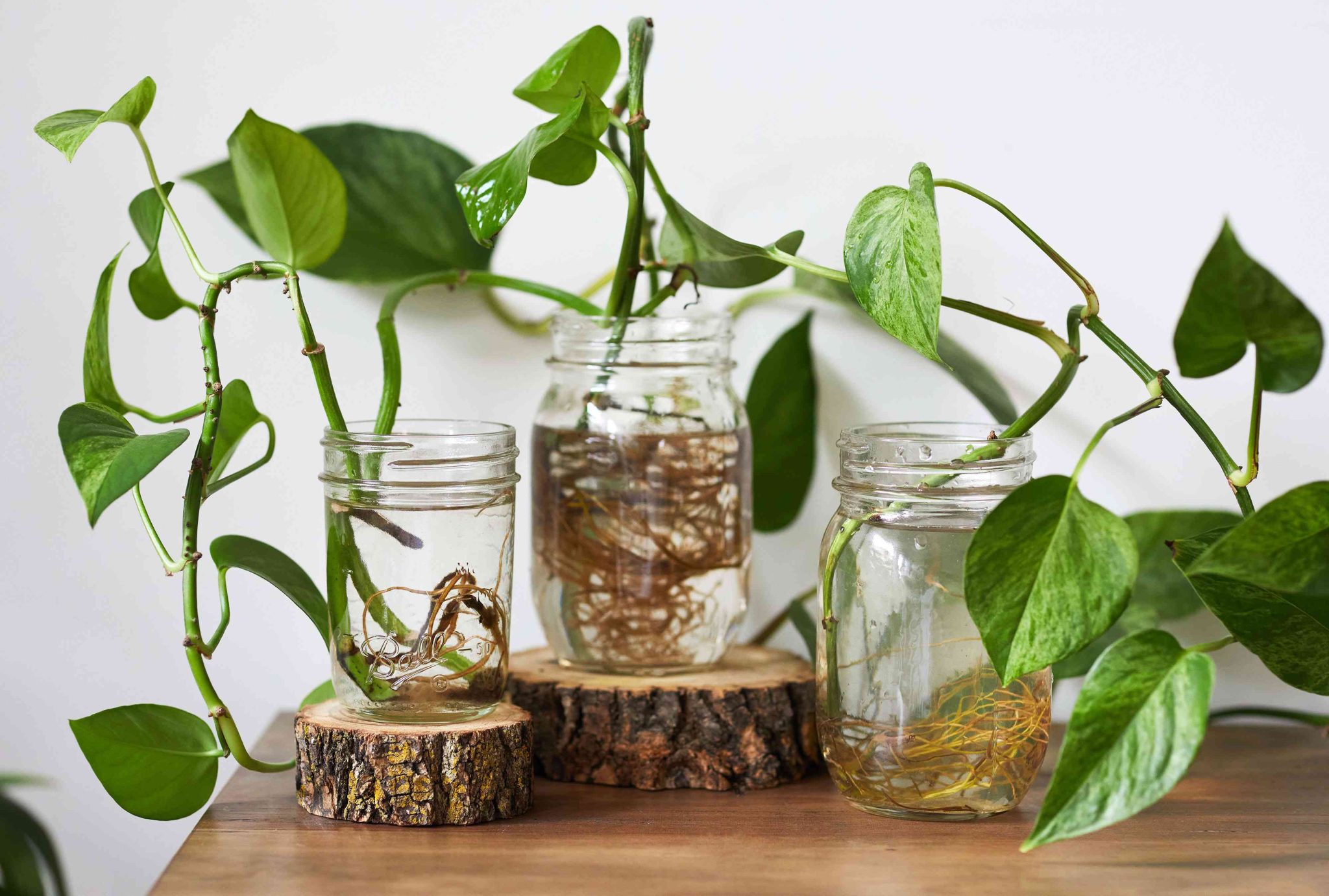 Finding the Best Water for Growing Healthy, Thriving Plants