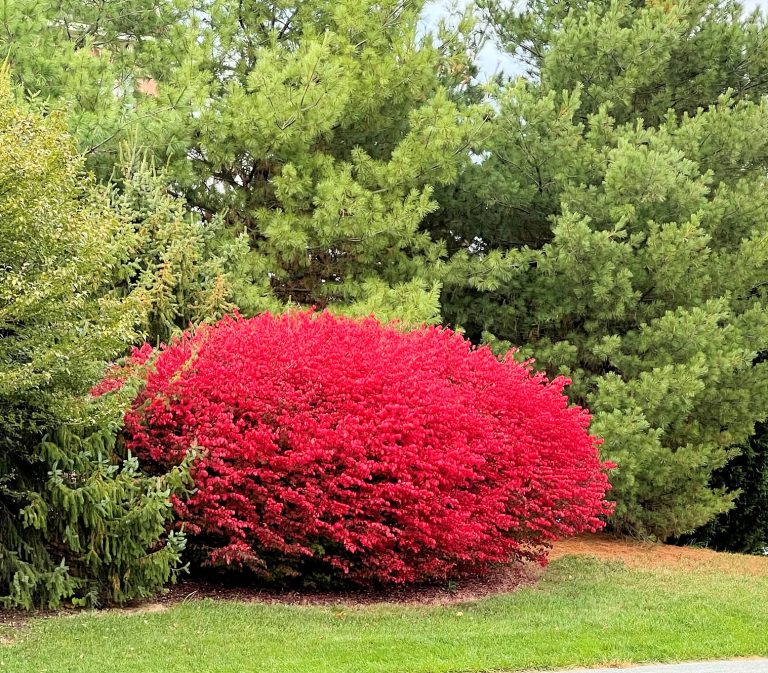 Why is My Burning Bush Dying?