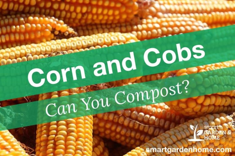 Can You Put Corn Cobs in Compost? How to Effectively Compost Them