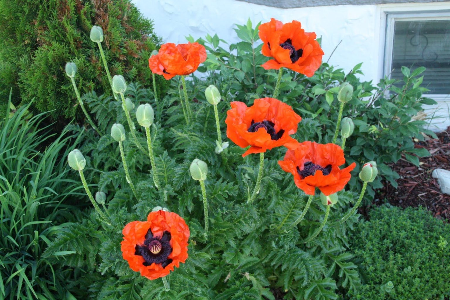 what does a poppy leaf look like