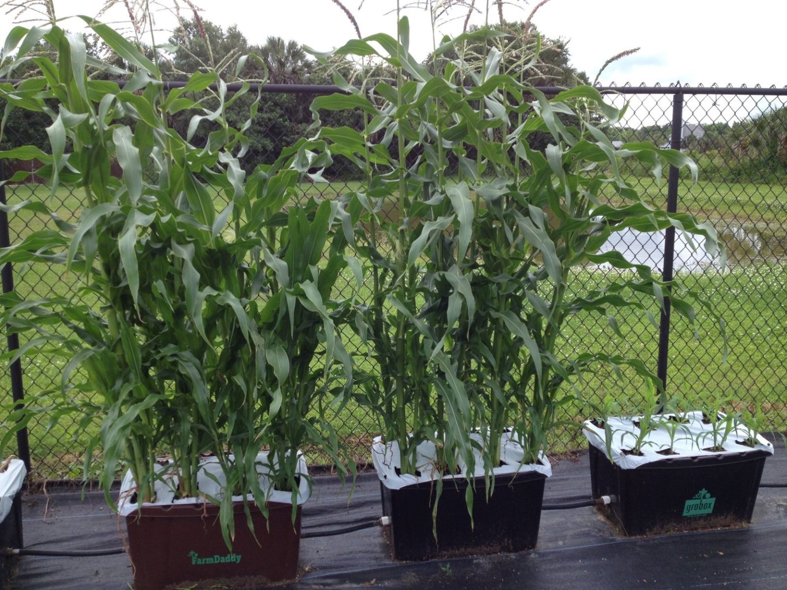 dwarf corn varieties for containers