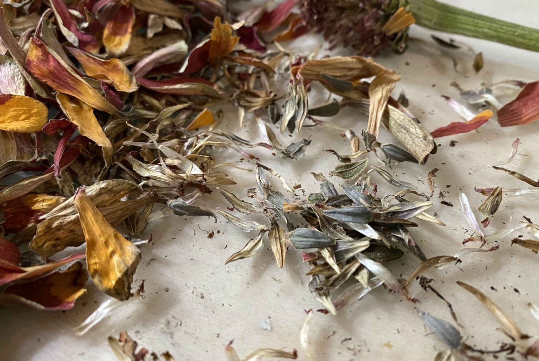 How Many Zinnia Seeds to Plant Per Hole? A Guide to Proper Seeding