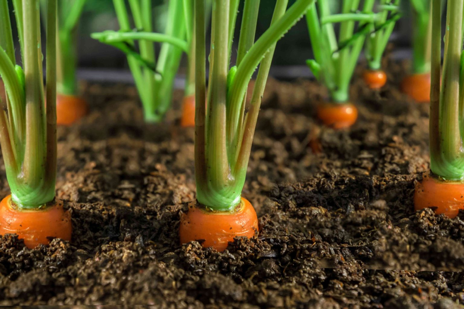 Where to Buy Carrot Plants for Your Vegetable Garden