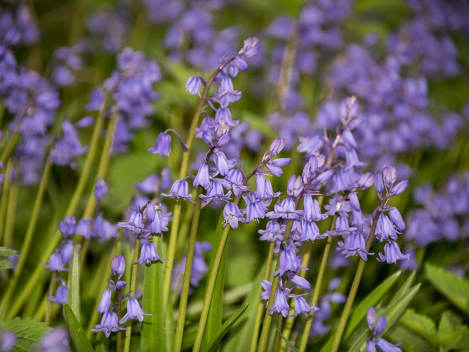 blue bell shaped spring flowers