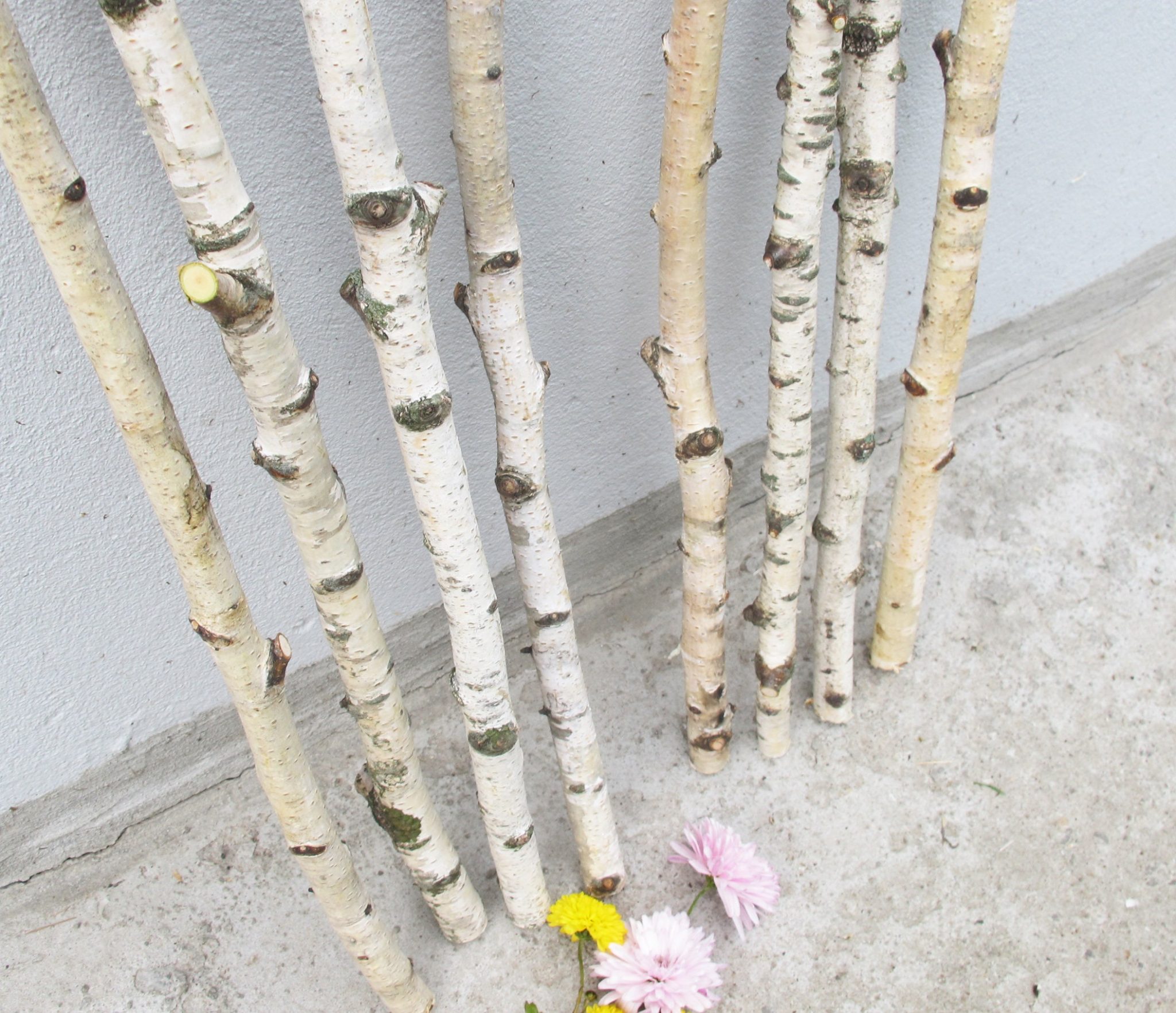 Birch Tree Branches for Sale: Where to Buy Natural and Decorative Birch ...