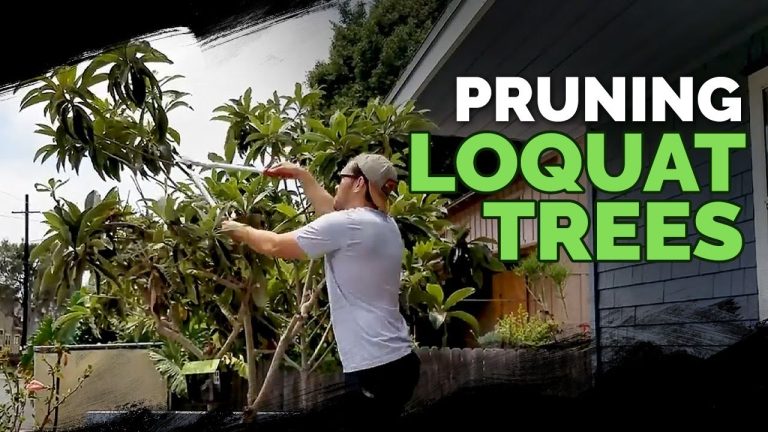 how to trim a loquat tree