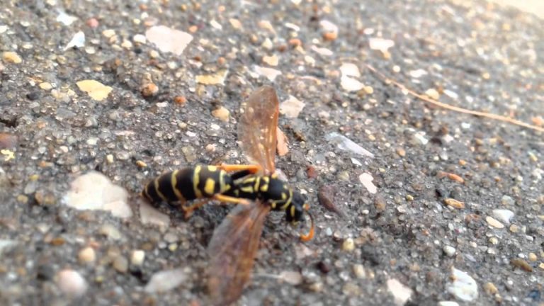 how to save a dying wasp