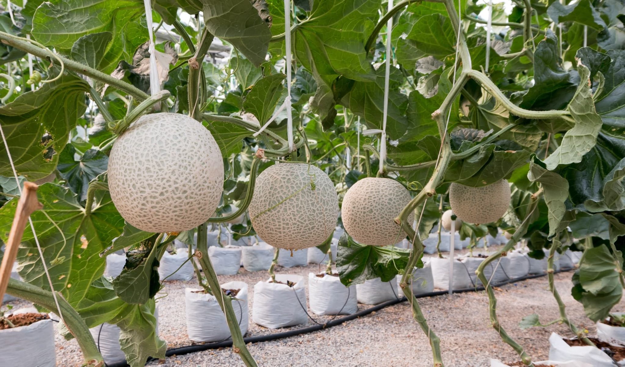 The Best Companion Plants for Growing Juicy, Healthy Melons