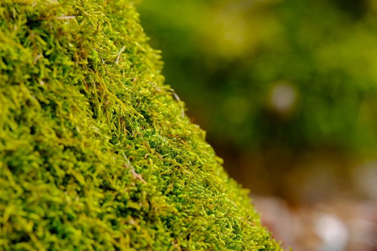 how do you transplant moss